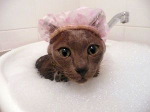 Bubble_Bath_Cat